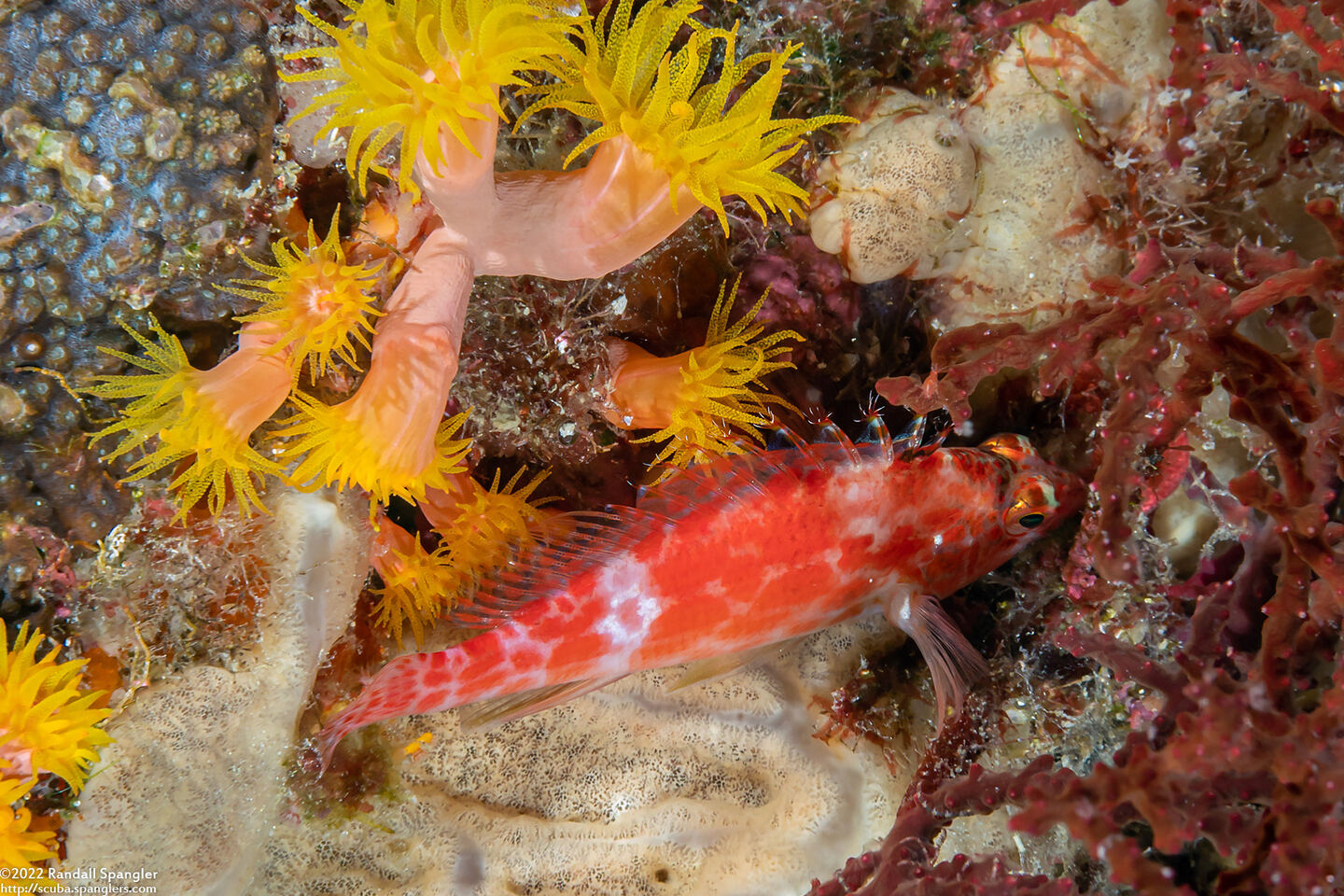 Cirrhitichthys oxycephalus (Pixy Hawkfish)