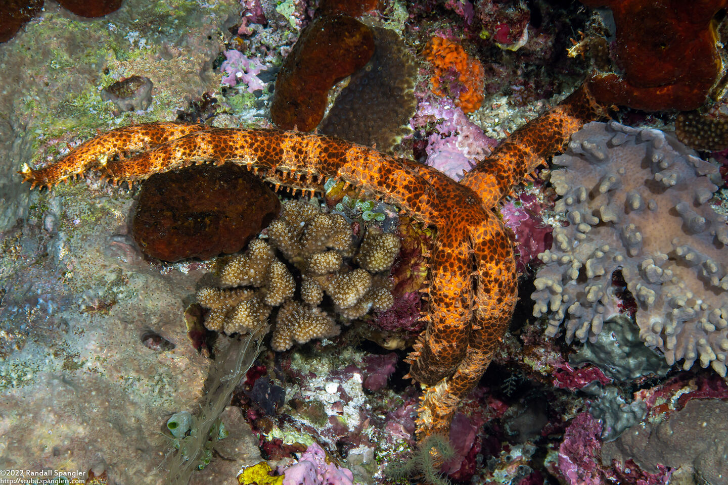 Mithrodia clavigera (Old Club Sea Star)