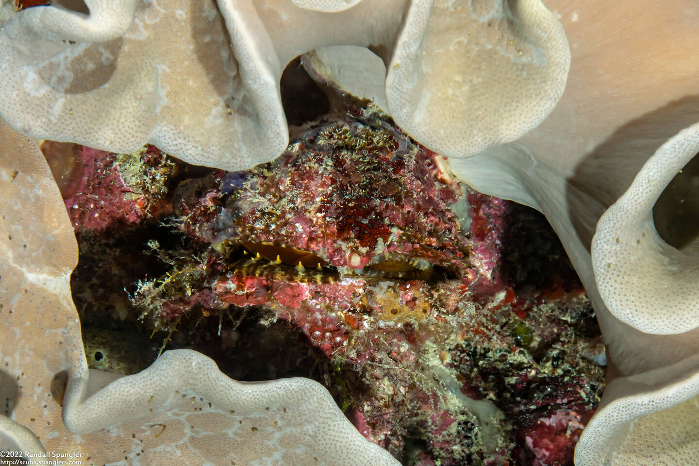 Lamarcka ventricosa (Ventricose Ark Clam)