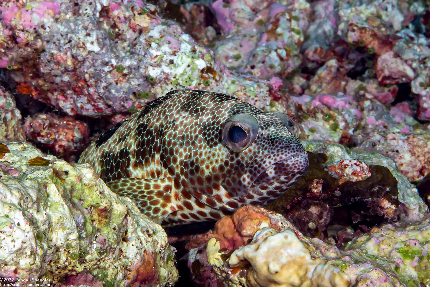 Epinephelus hexagonatus (Hexagon Grouper)