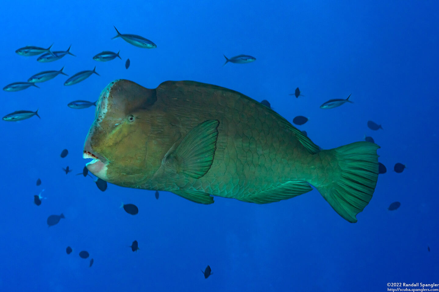 Bolbometopon muricatum (Bumphead Parrotfish)