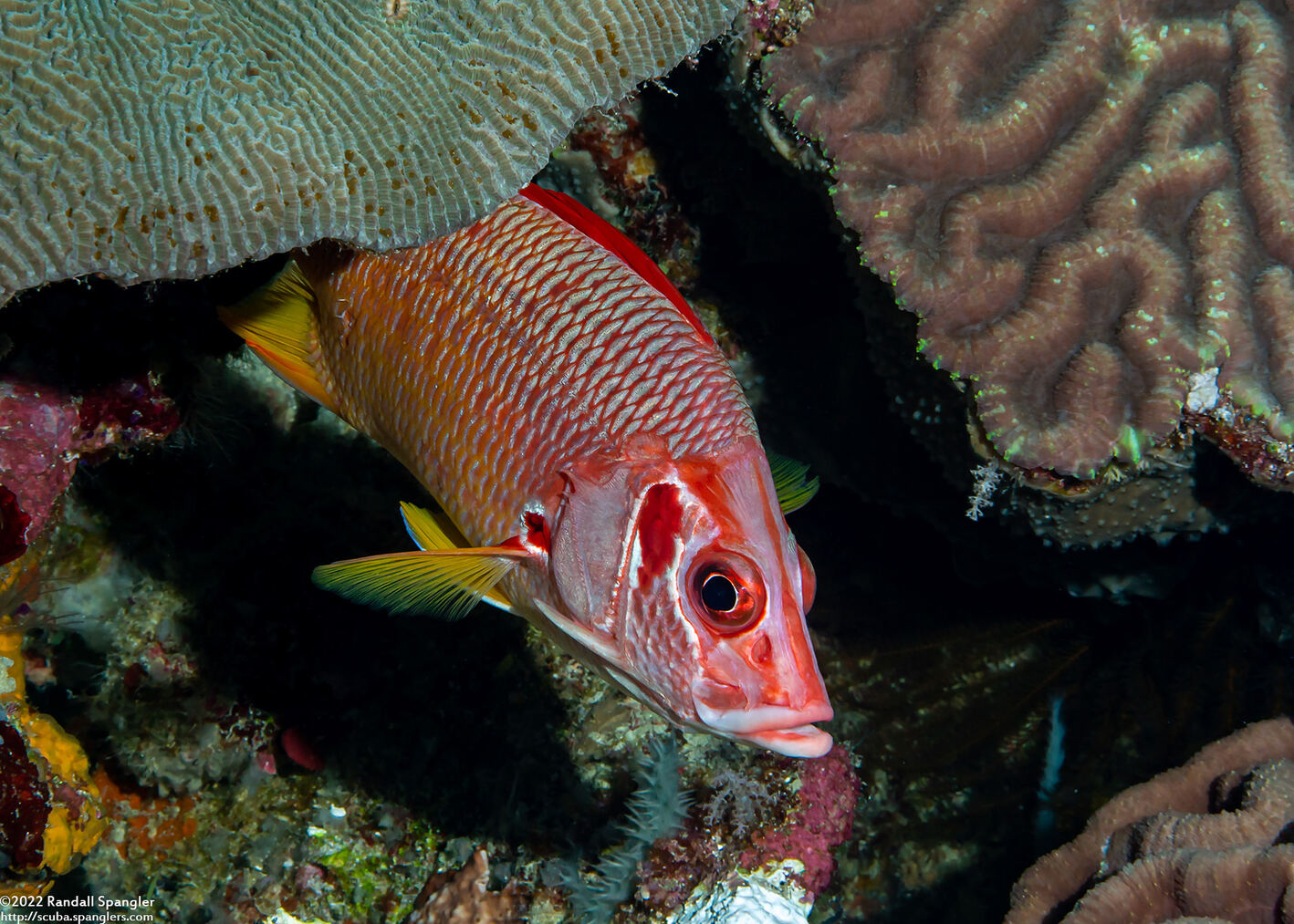 Sargocentron spiniferum (Sabre Squirrelfish)