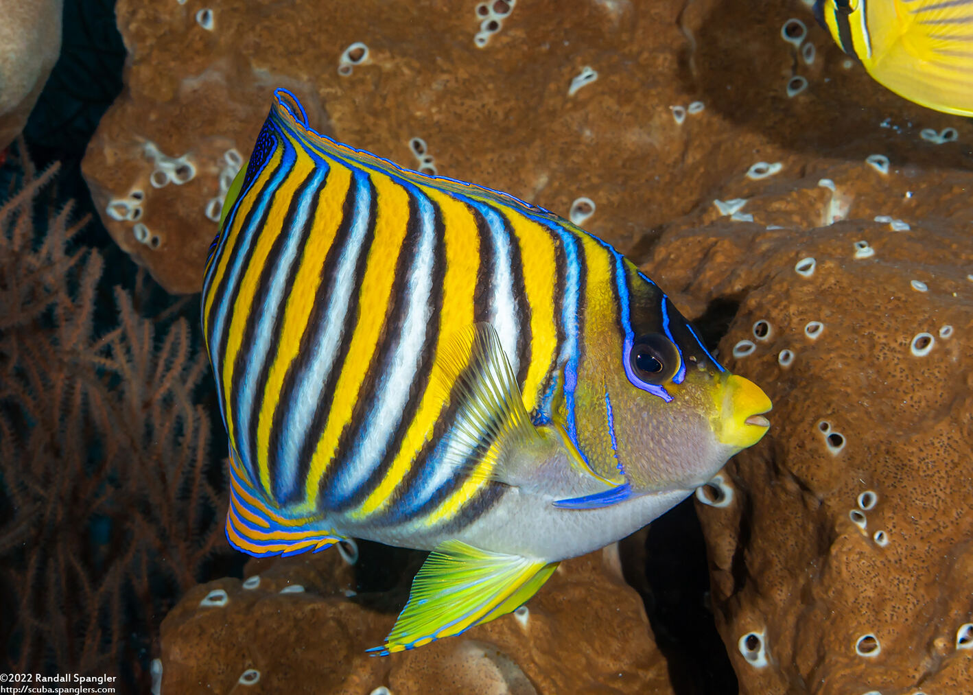 Pygoplites diacanthus (Regal Angelfish)