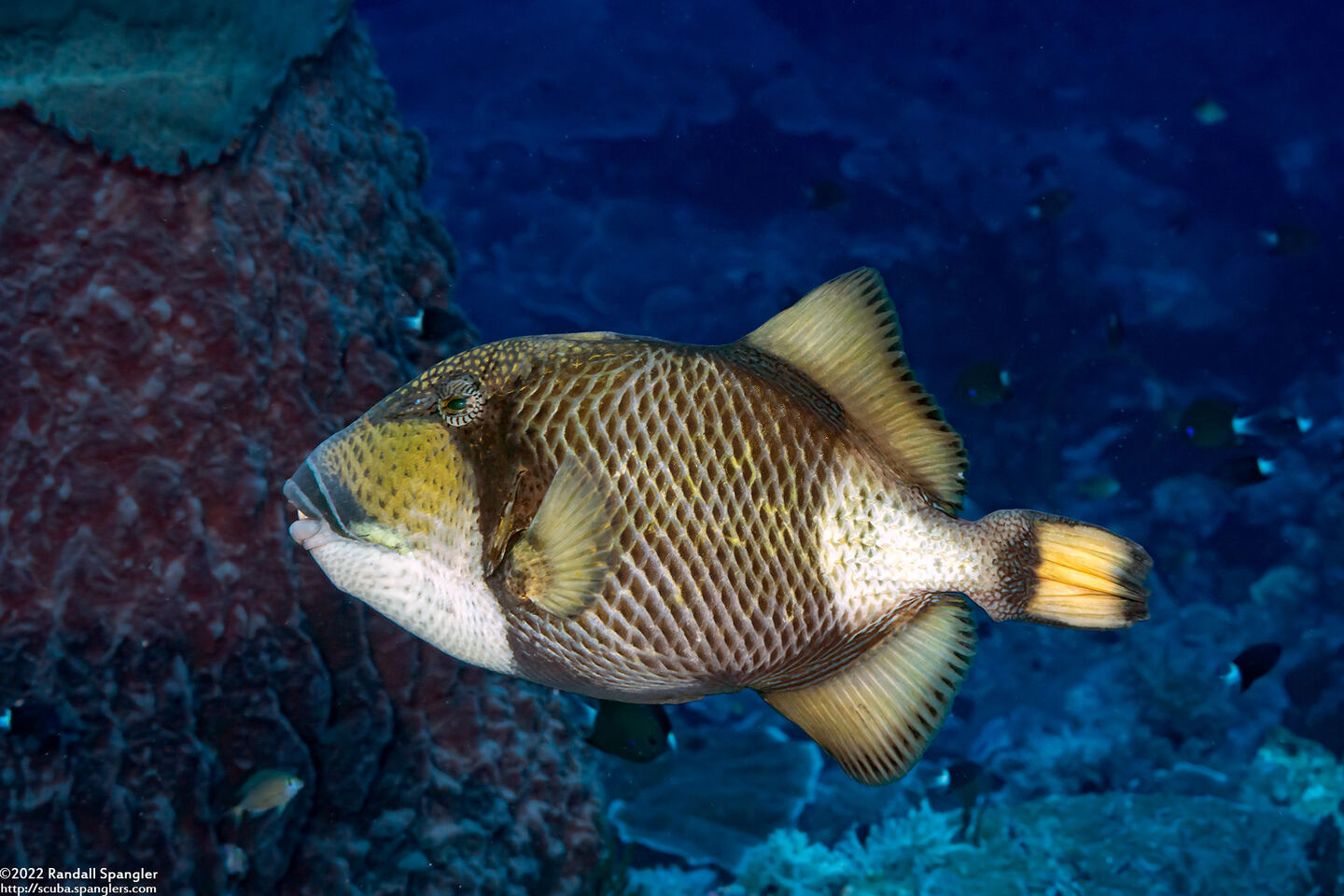 Balistoides viridescens (Titan Triggerfish)