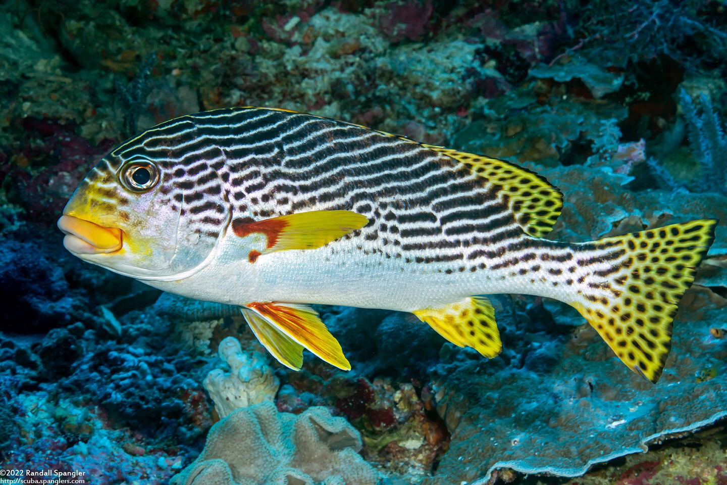 Plectorhinchus lineatus (Diagonal-Banded Sweetlips)