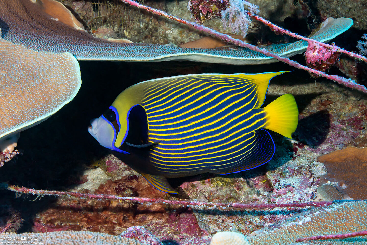 Pomacanthus imperator (Emperor Angelfish)