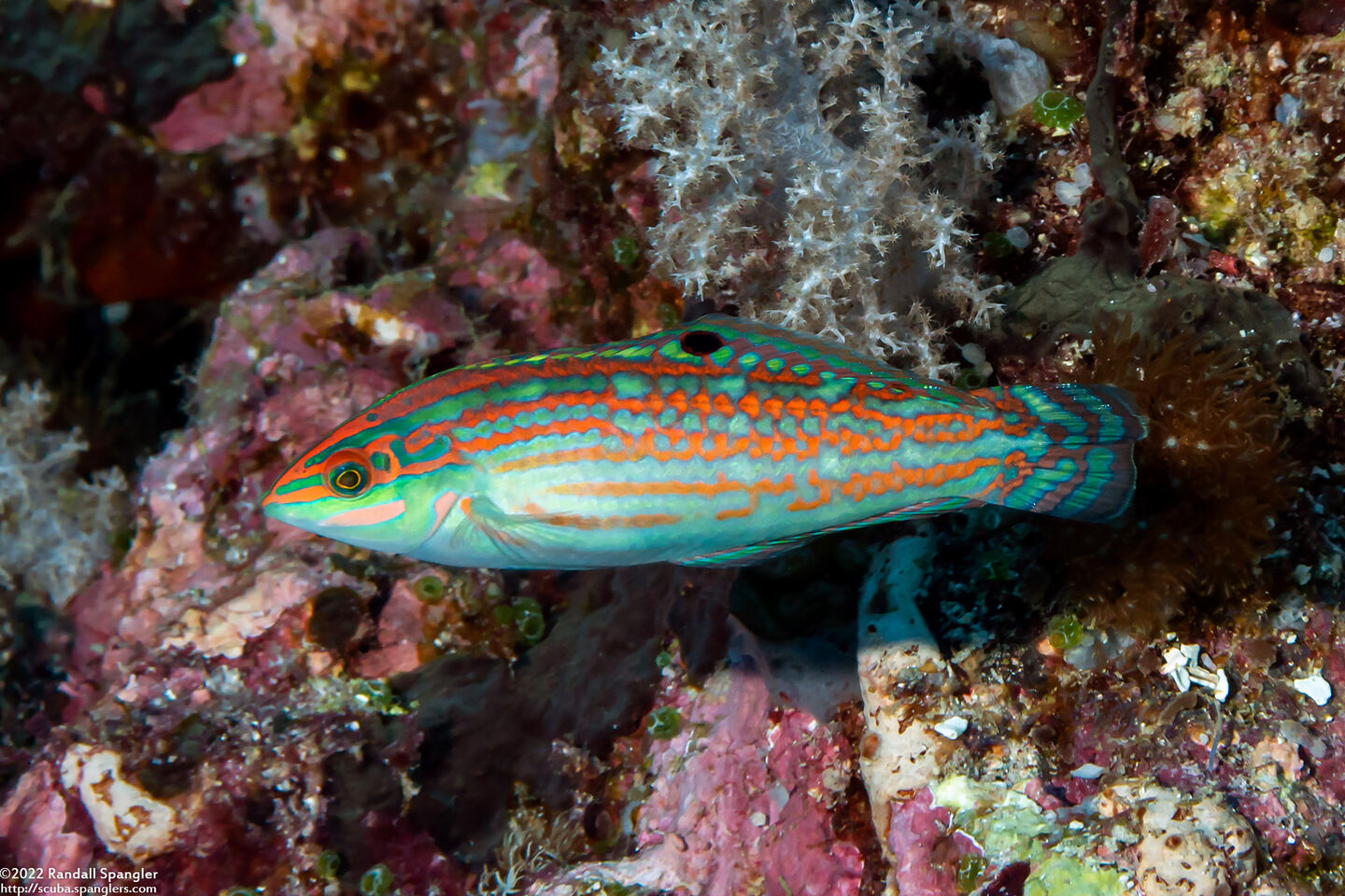 Halichoeres claudia (Claudia's Wrasse)