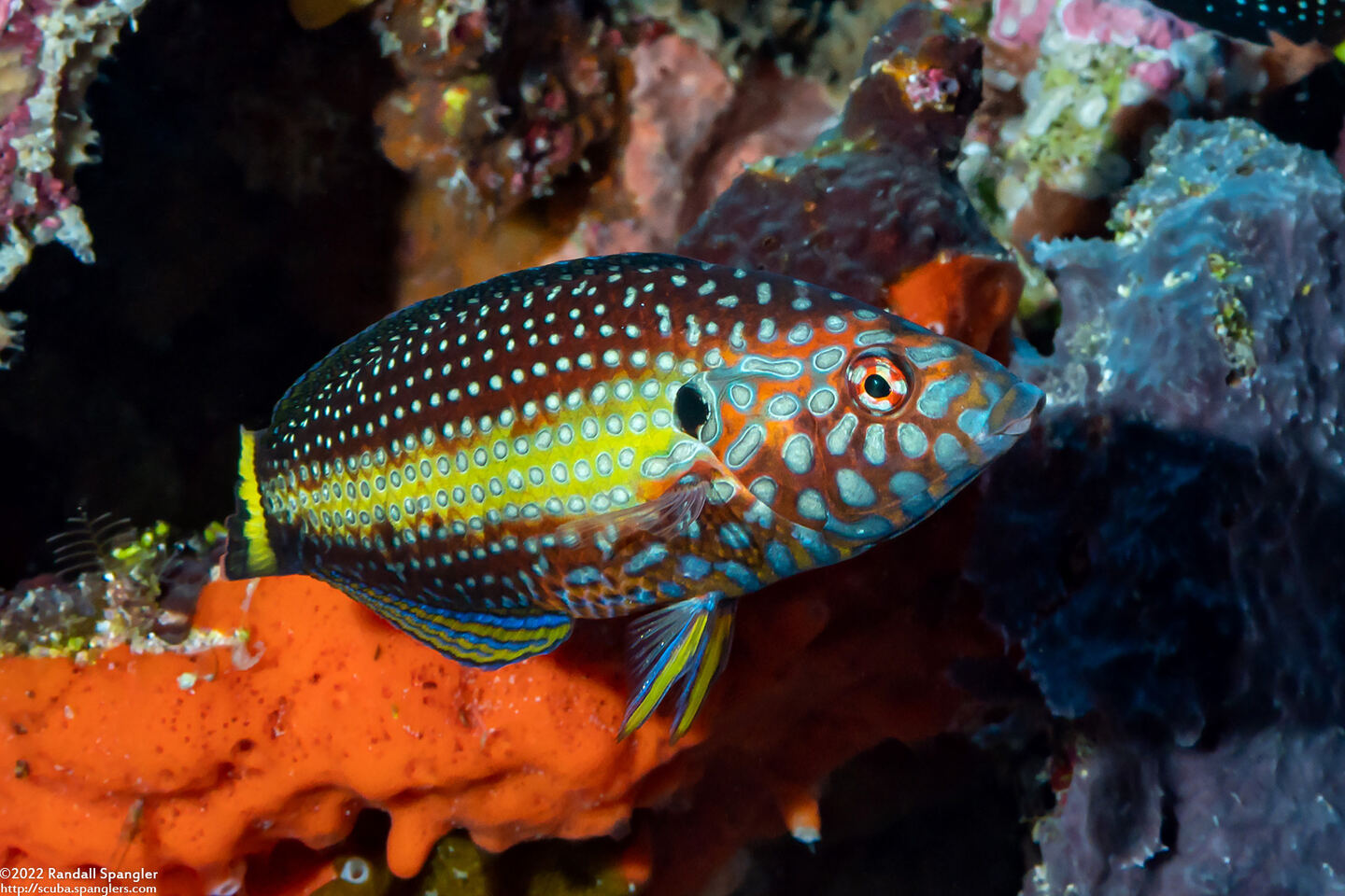 Anampses melanurus (Whitespotted Wrasse)