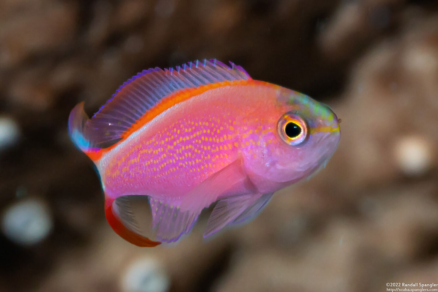 Pseudanthias smithvanizi (Princess Anthias)