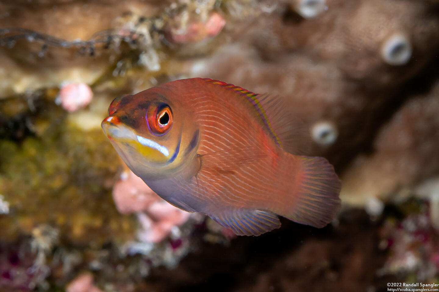 Pseudocheilinus evanidus (Disappearing Wrasse)