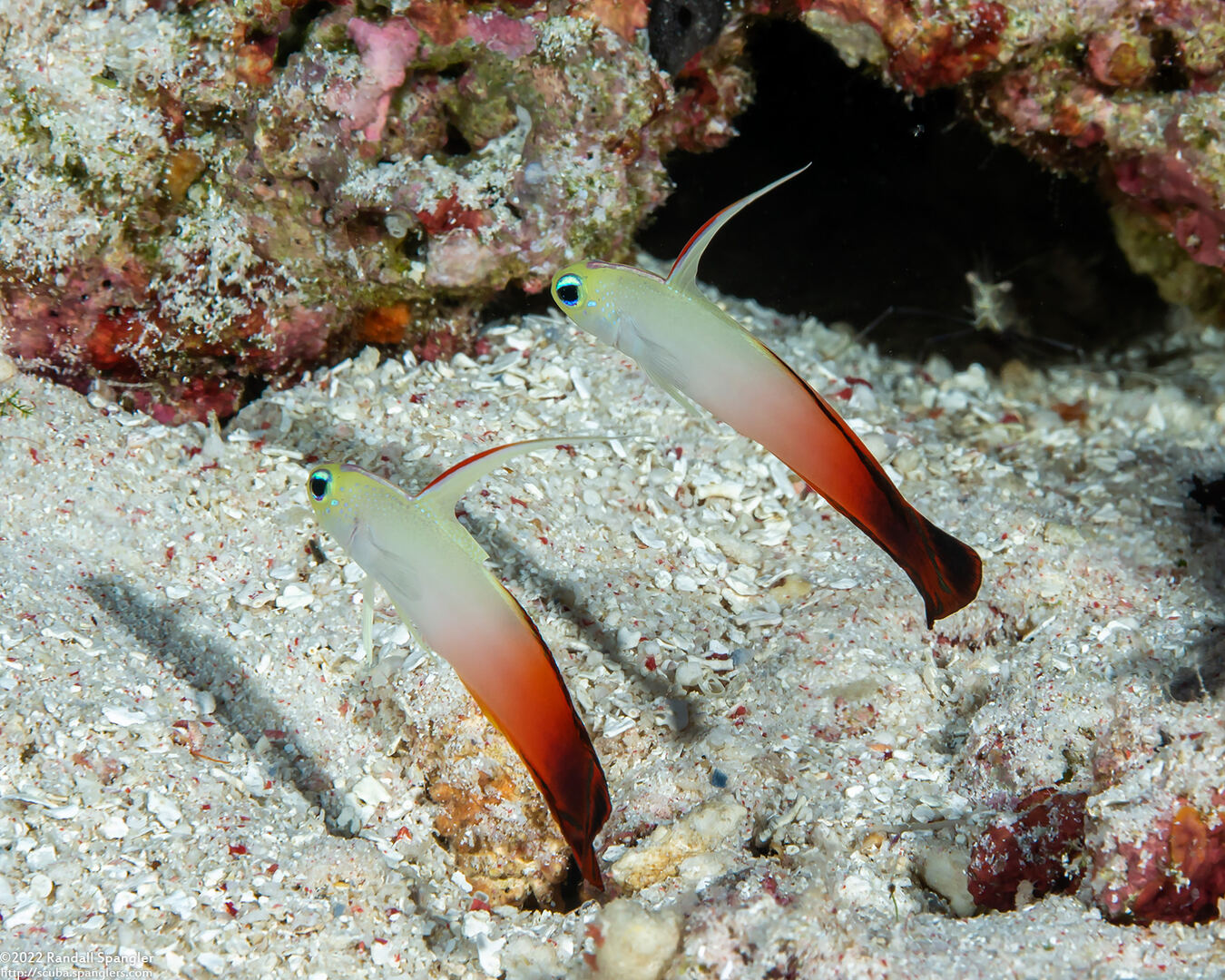 Nemateleotris magnifica (Fire Dartfish)