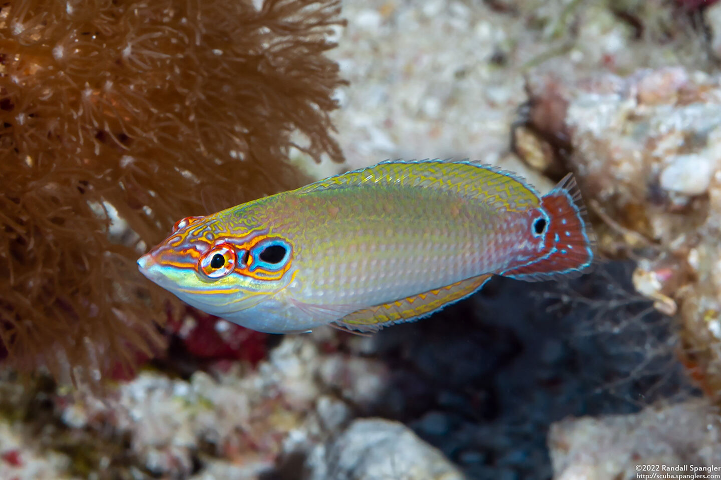 Halichoeres melasmapomus (Black-Eared Wrasse)
