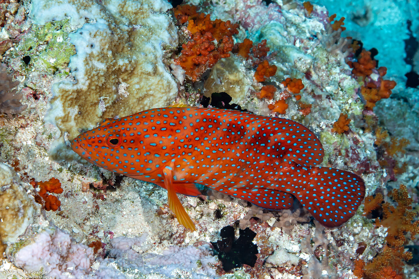 Cephalopholis miniata (Coral Grouper)