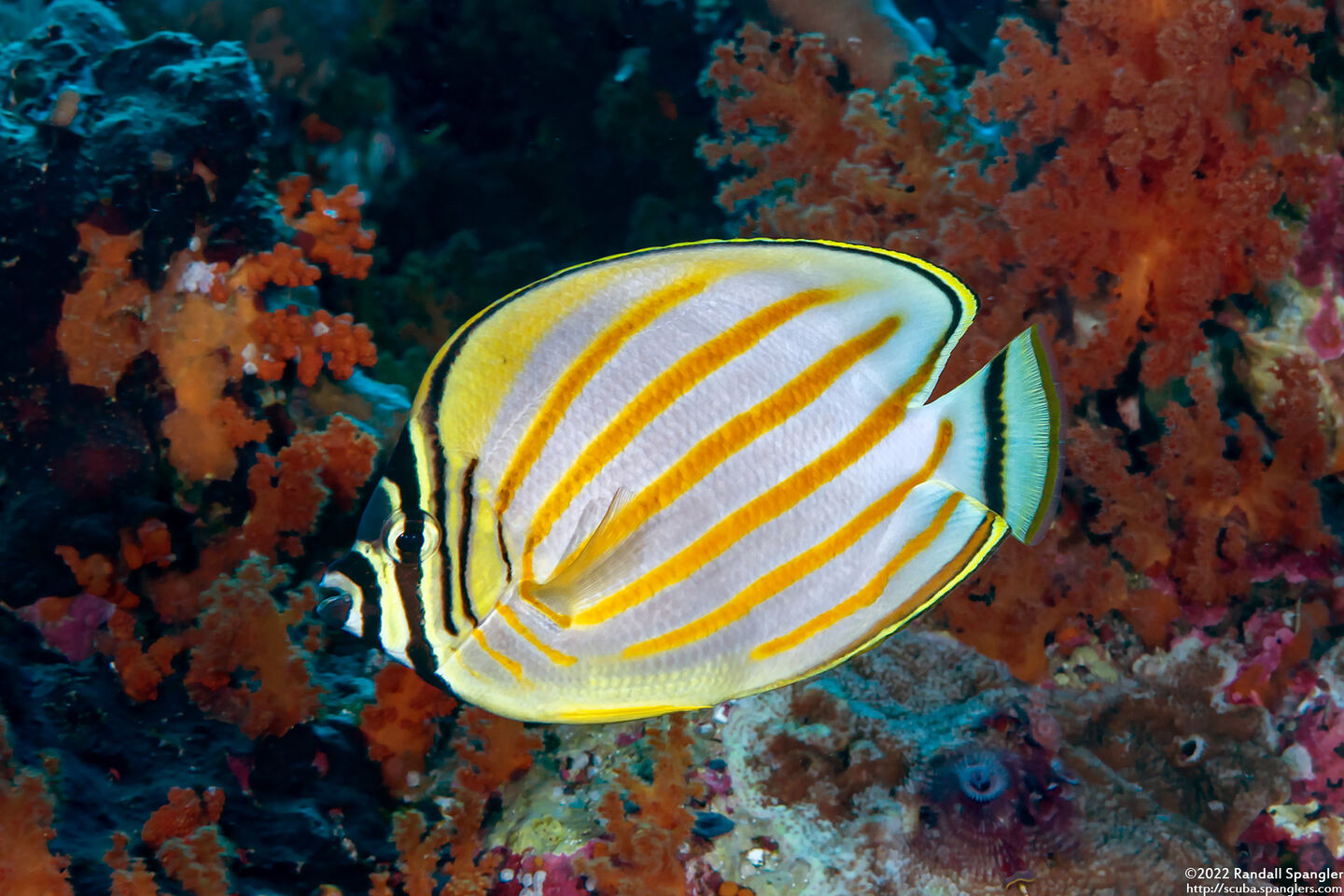 Chaetodon ornatissimus (Ornate Butterflyfish)