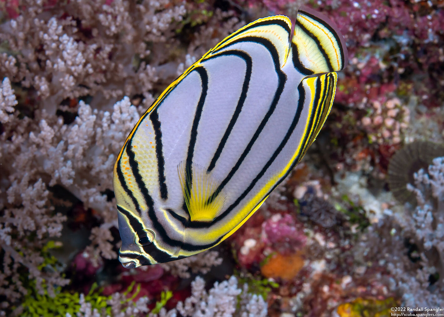 Chaetodon meyeri (Meyer's Butterflyfish)