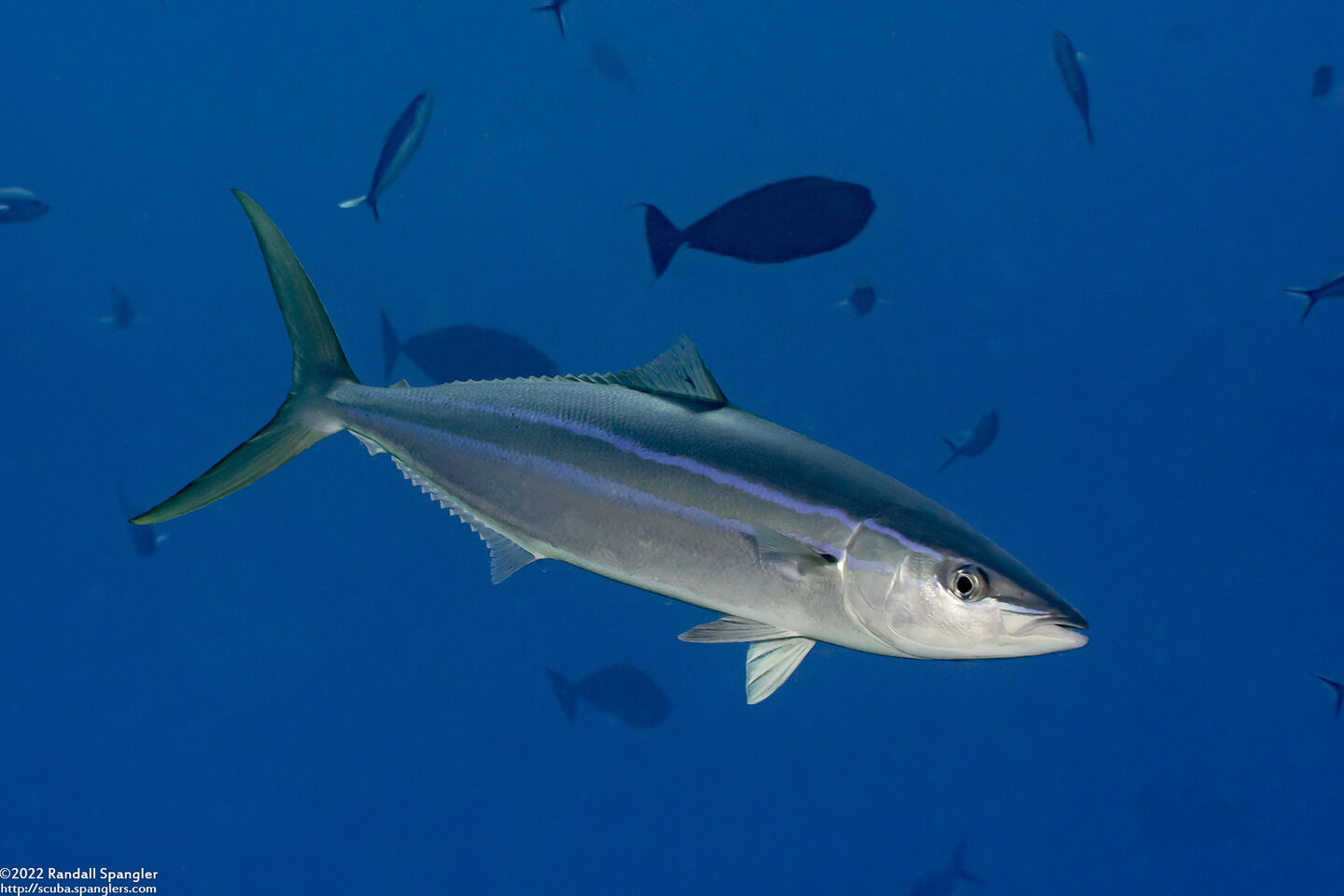Elagatis bipinnulata (Rainbow Runner)