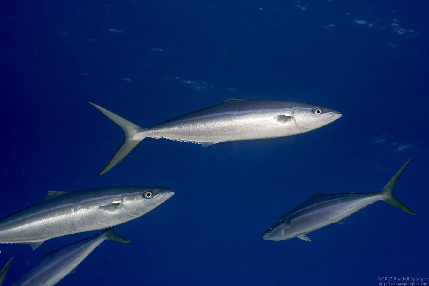 Elagatis bipinnulata (Rainbow Runner)