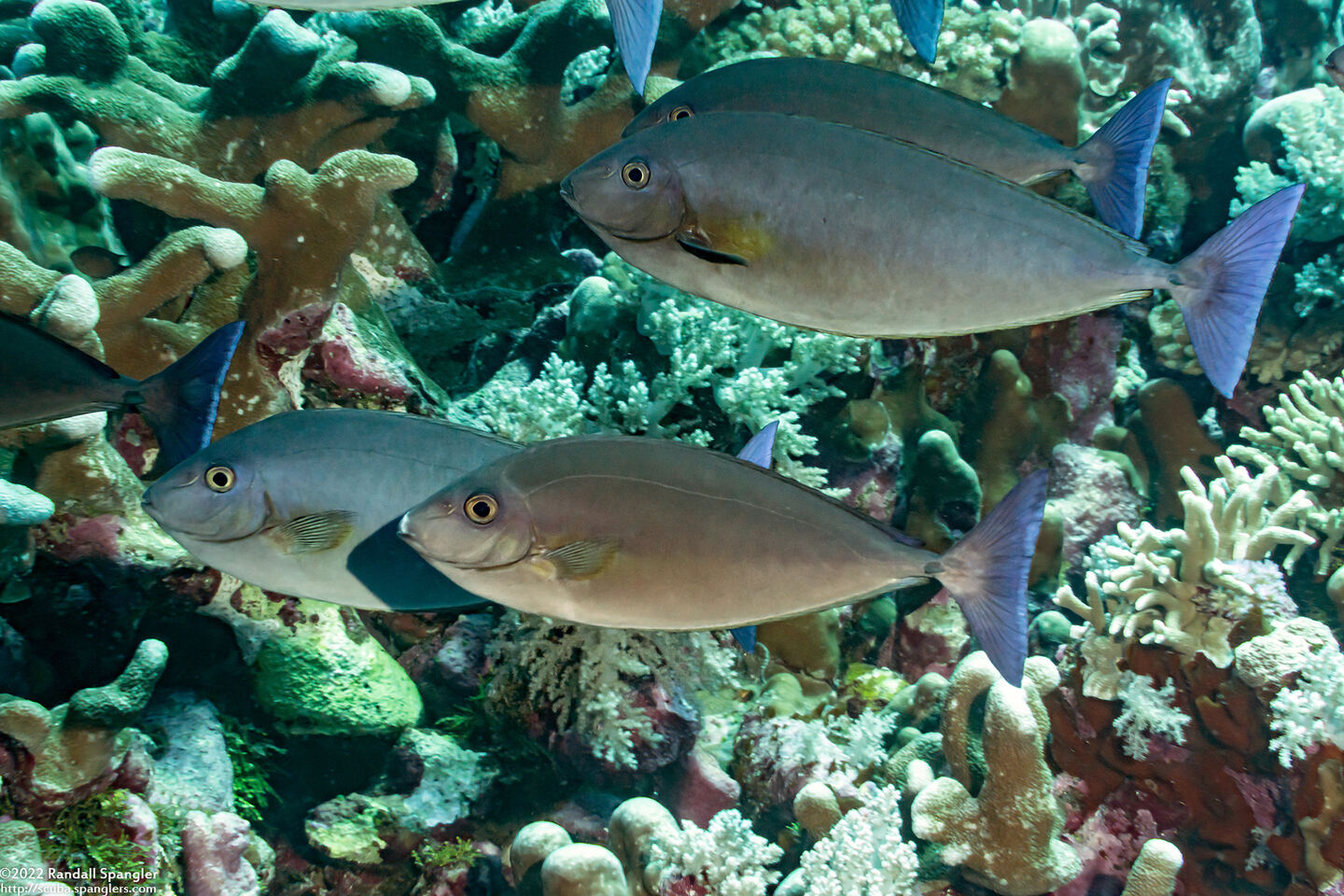 Naso caeruleacauda (Bluetail Unicornfish)