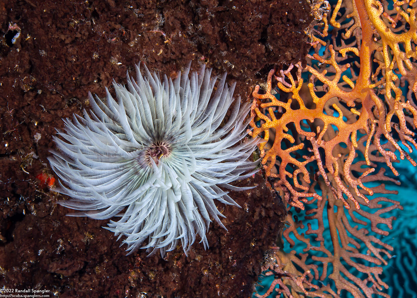 Sabellastarte sp.1 (Feather Duster Worm)