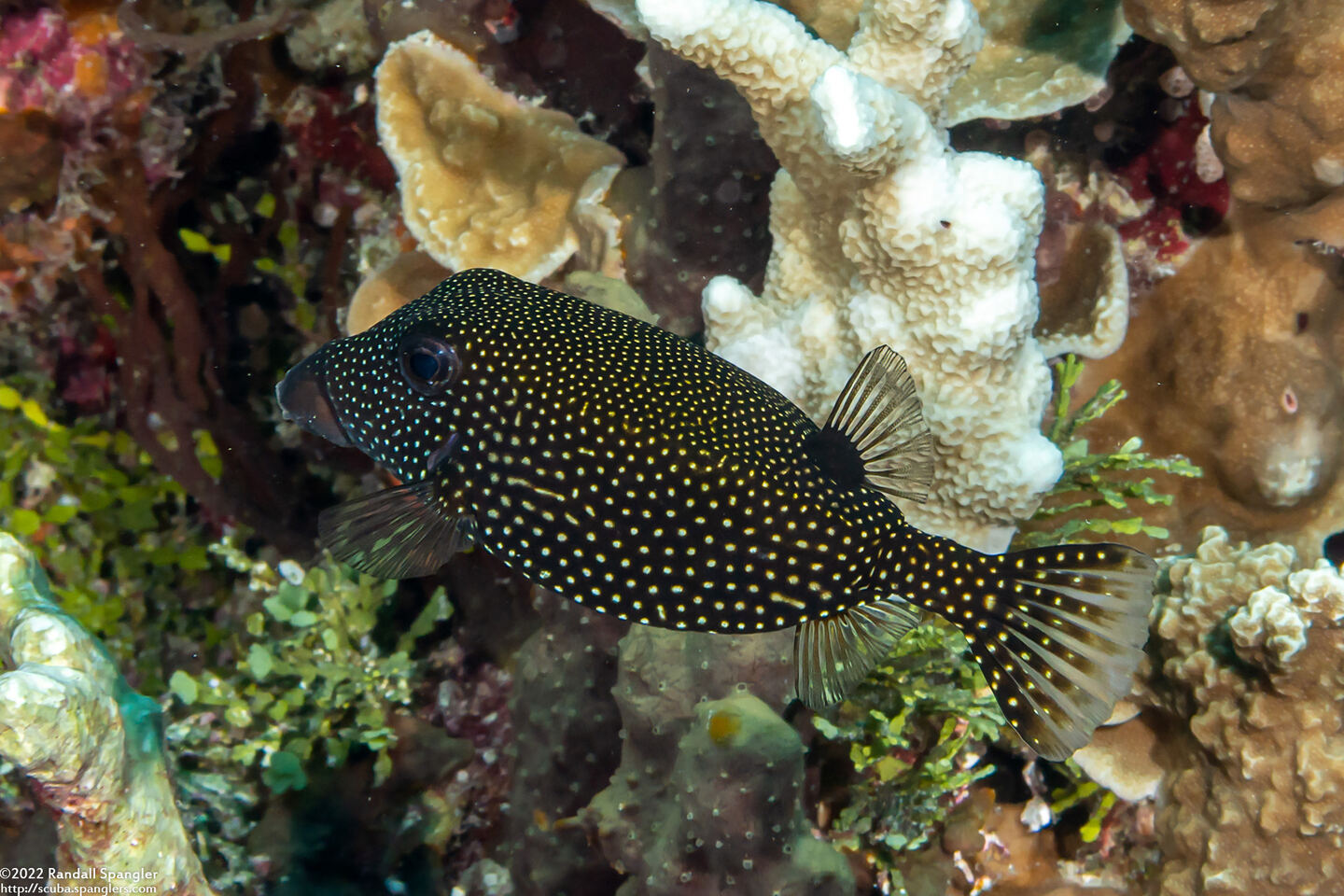 Ostracion meleagris (Spotted Boxfish)