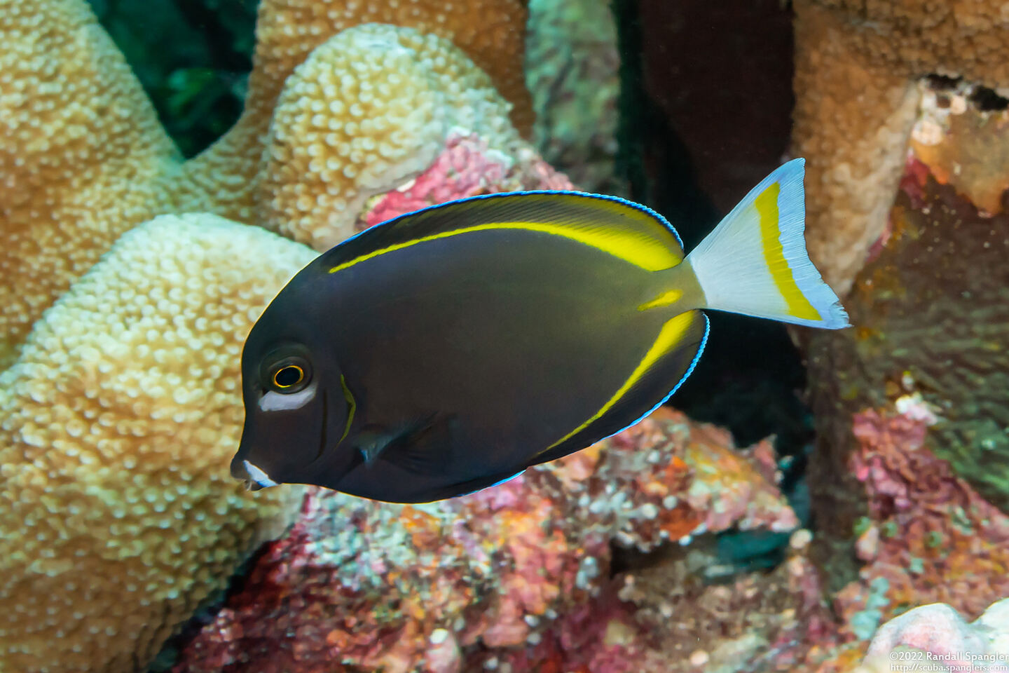 Acanthurus nigricans (Whitecheek Surgeonfish)