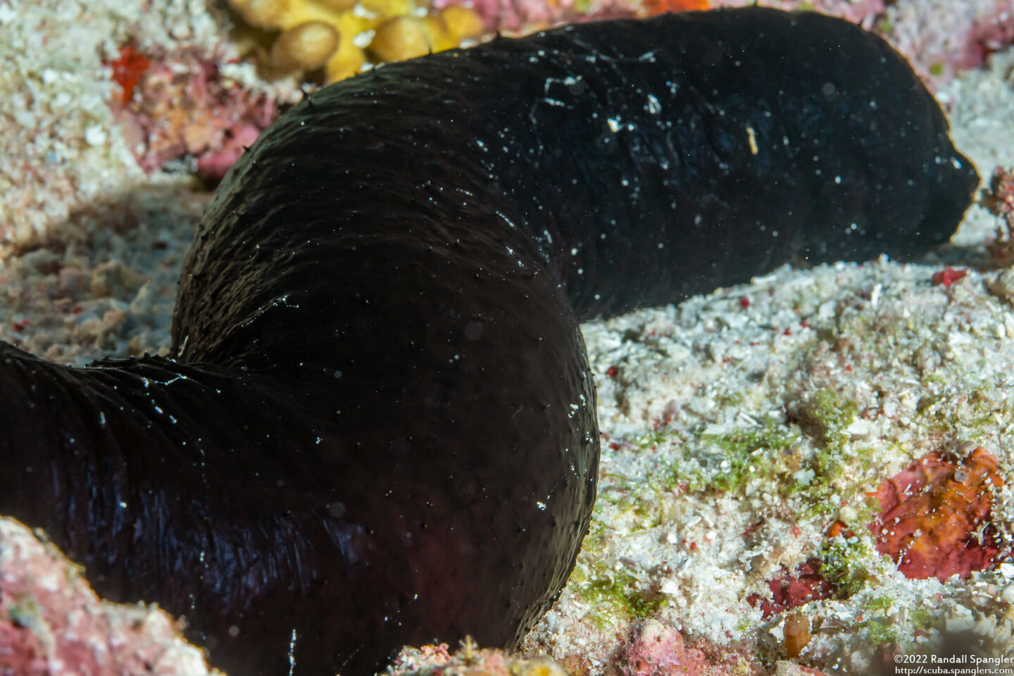 Actinopyga palauensis (Panning's Black Sea Cucumber)