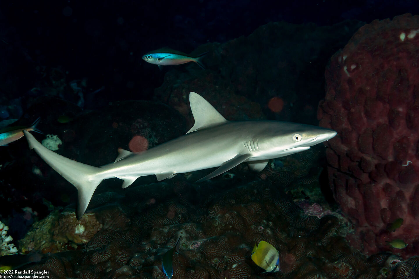 Carcharhinus amblyrhynchos (Gray Reef Shark)