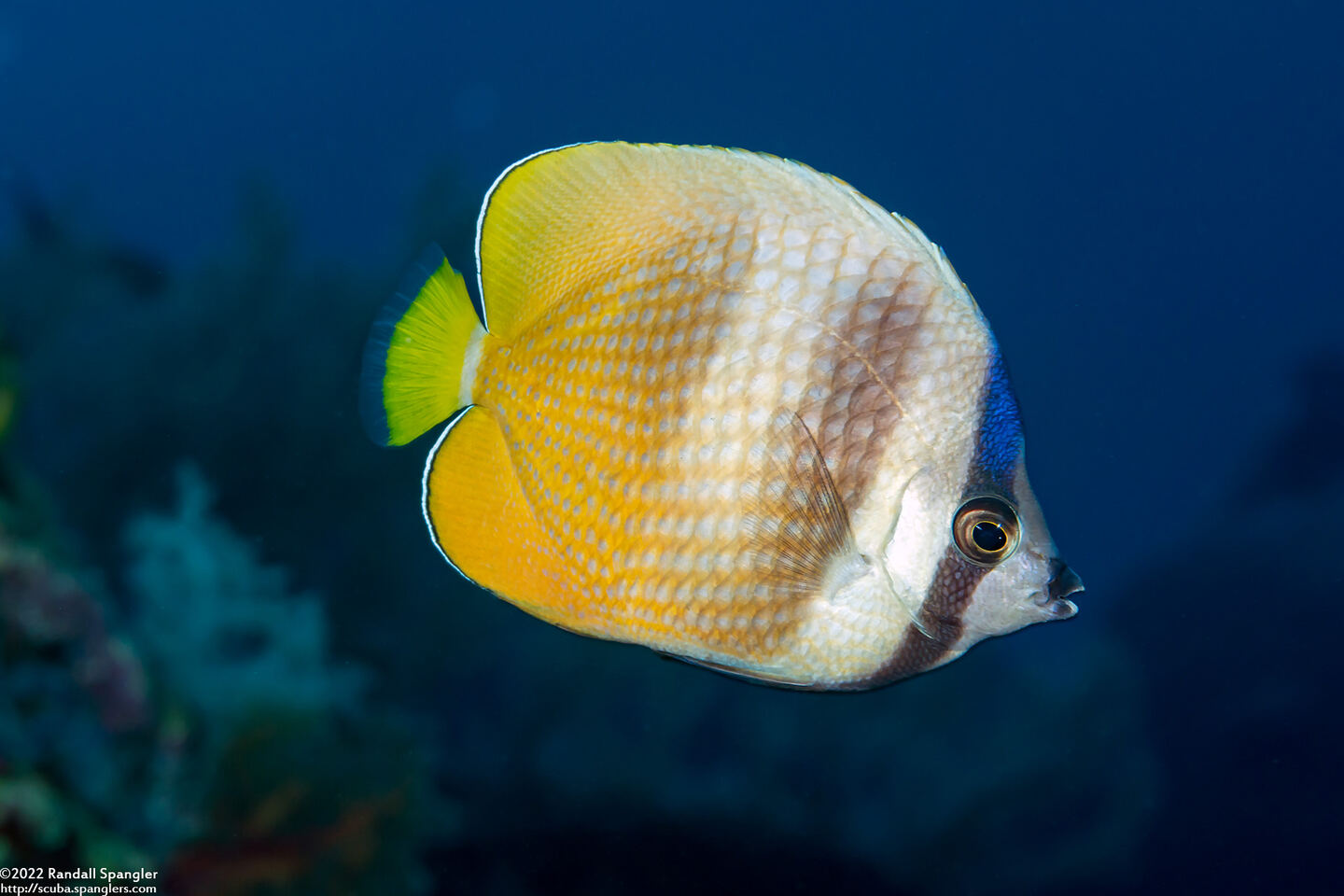 Chaetodon kleinii (Blacklip Butterflyfish)