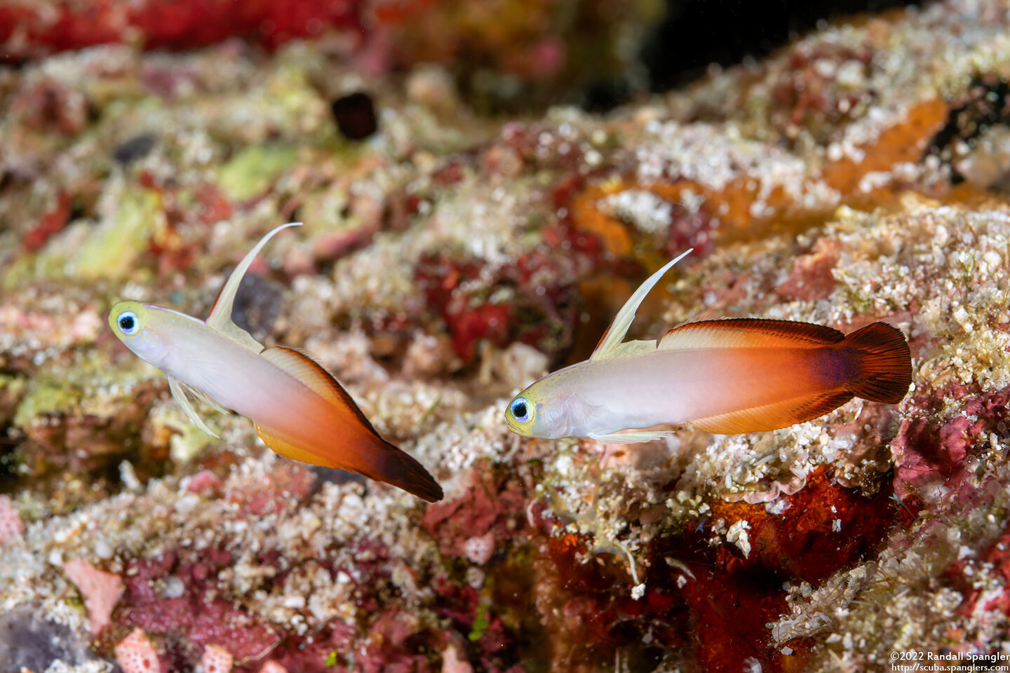 Nemateleotris magnifica (Fire Dartfish)