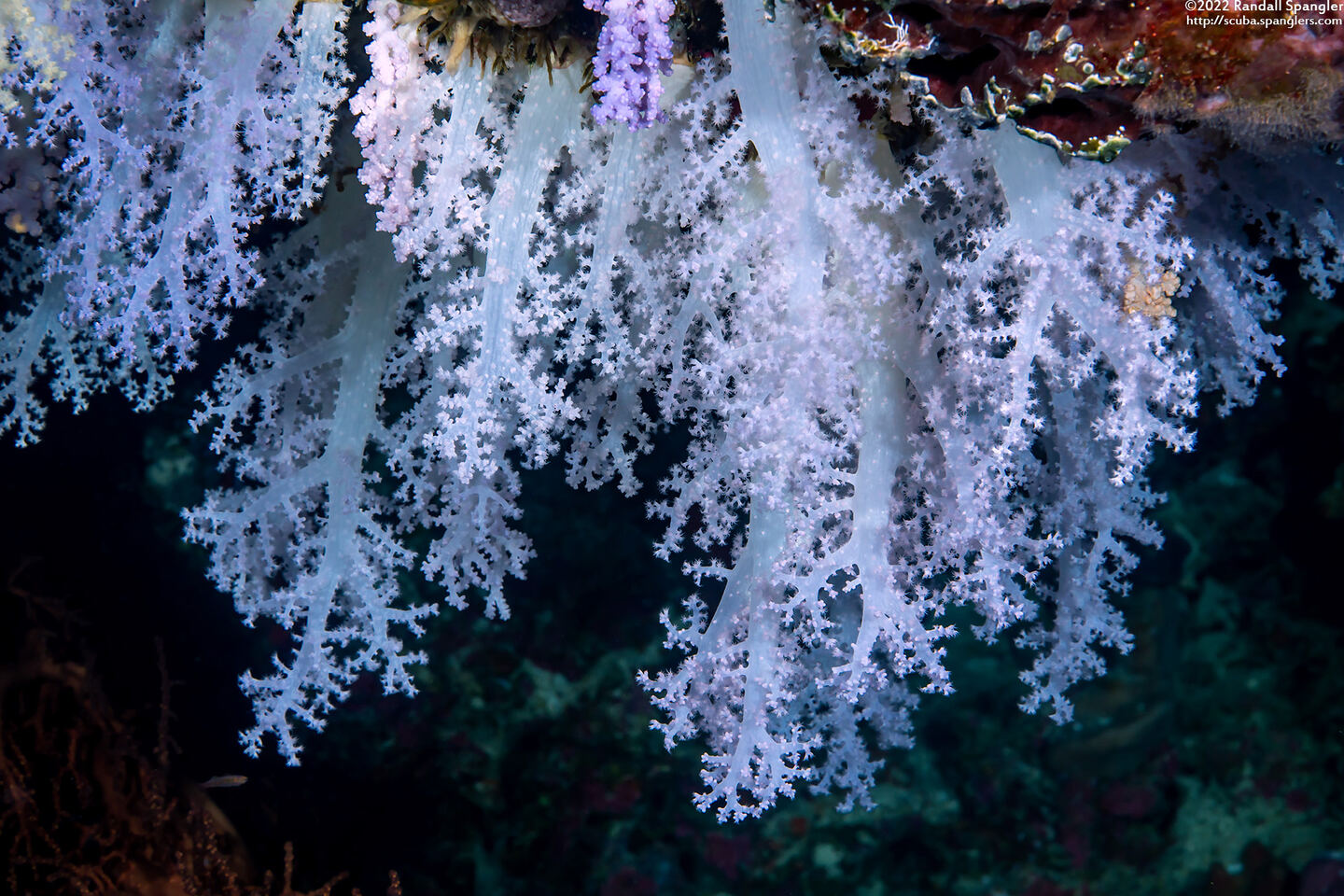 Dendronephthya sp.1 (Dendronephthya)