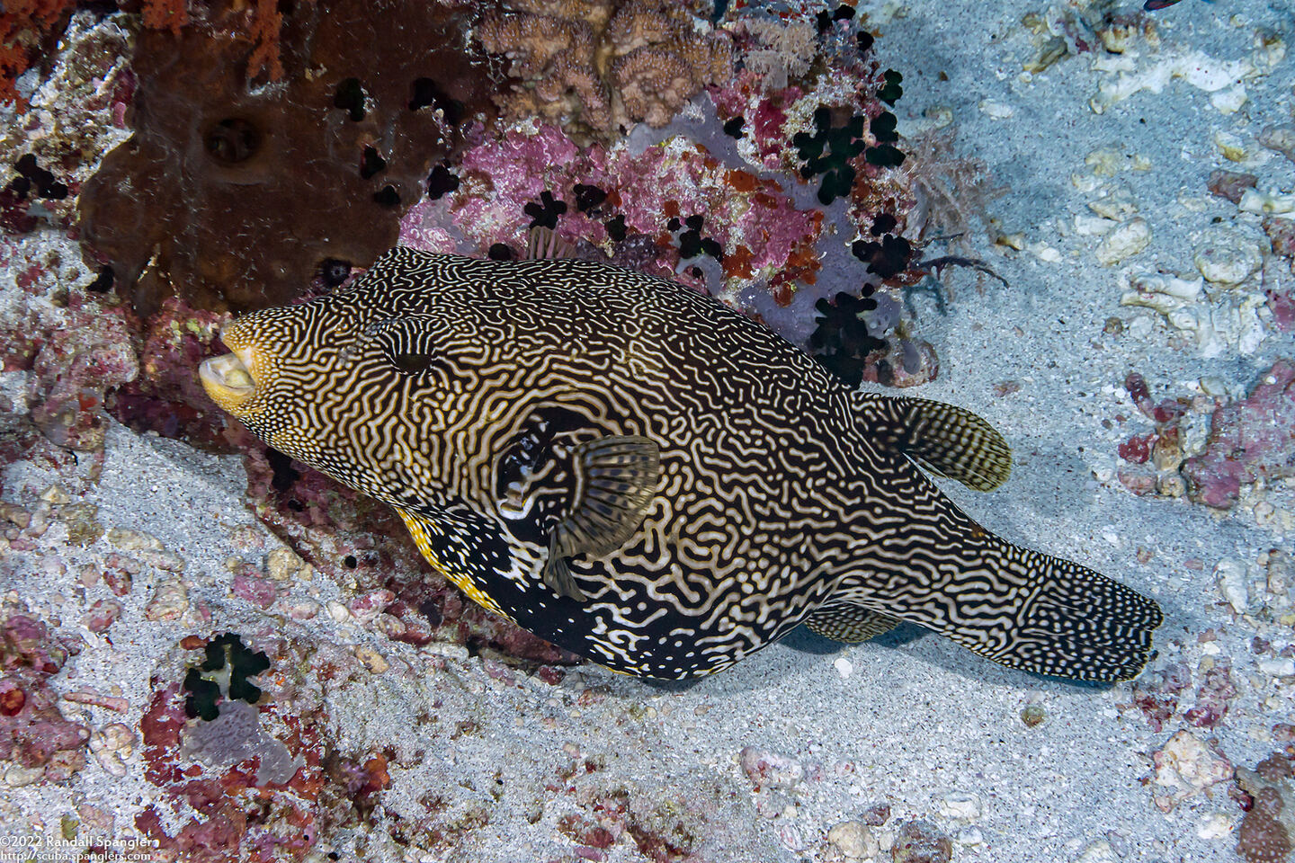 Arothron mappa (Map Puffer)