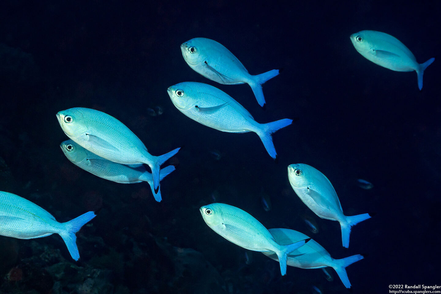 Caesio lunaris (Lunar Fusilier)