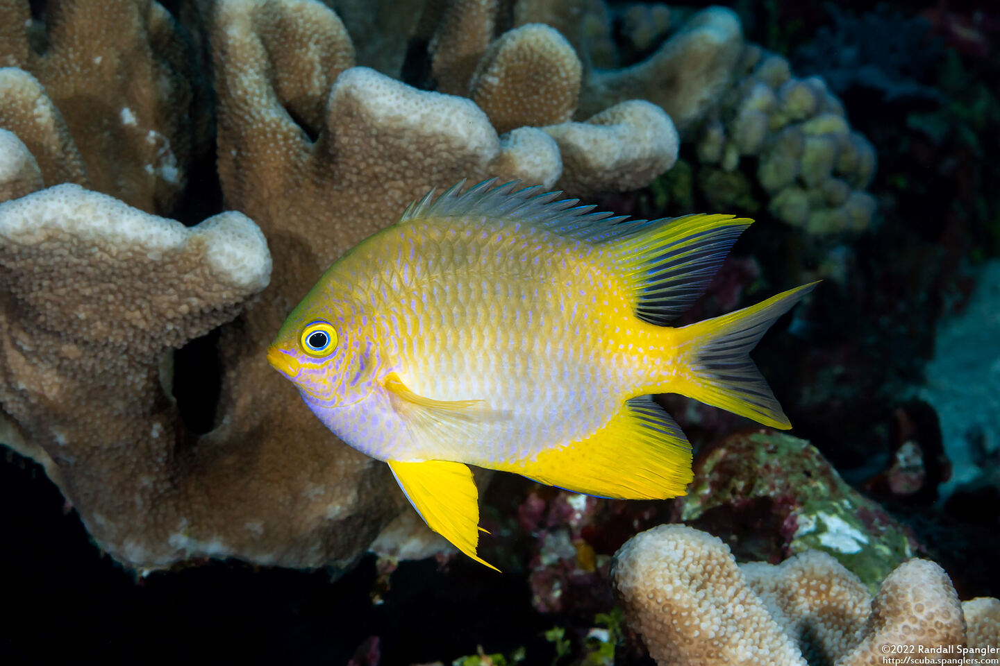 Amblyglyphidodon aureus (Golden Damsel)