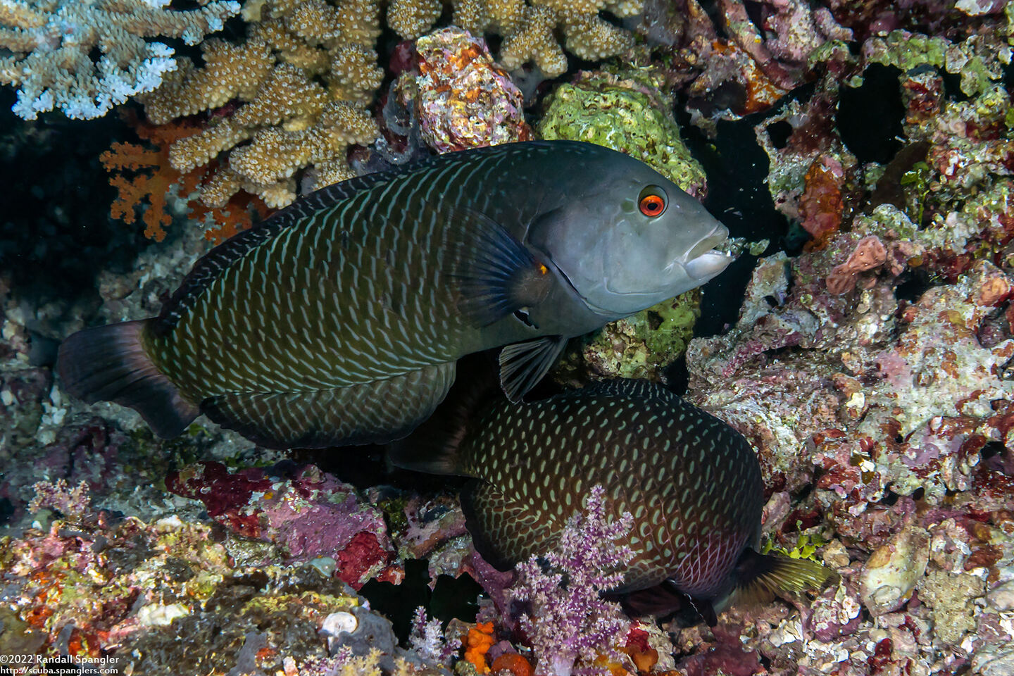 Novaculichthys taeniourus (Rockmover Wrasse)