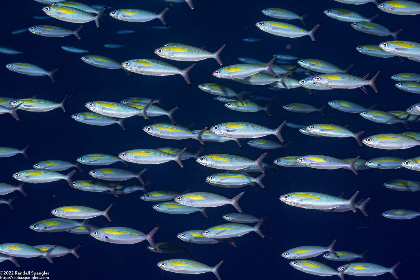 Pterocaesio randalli (Randall's Fusilier)