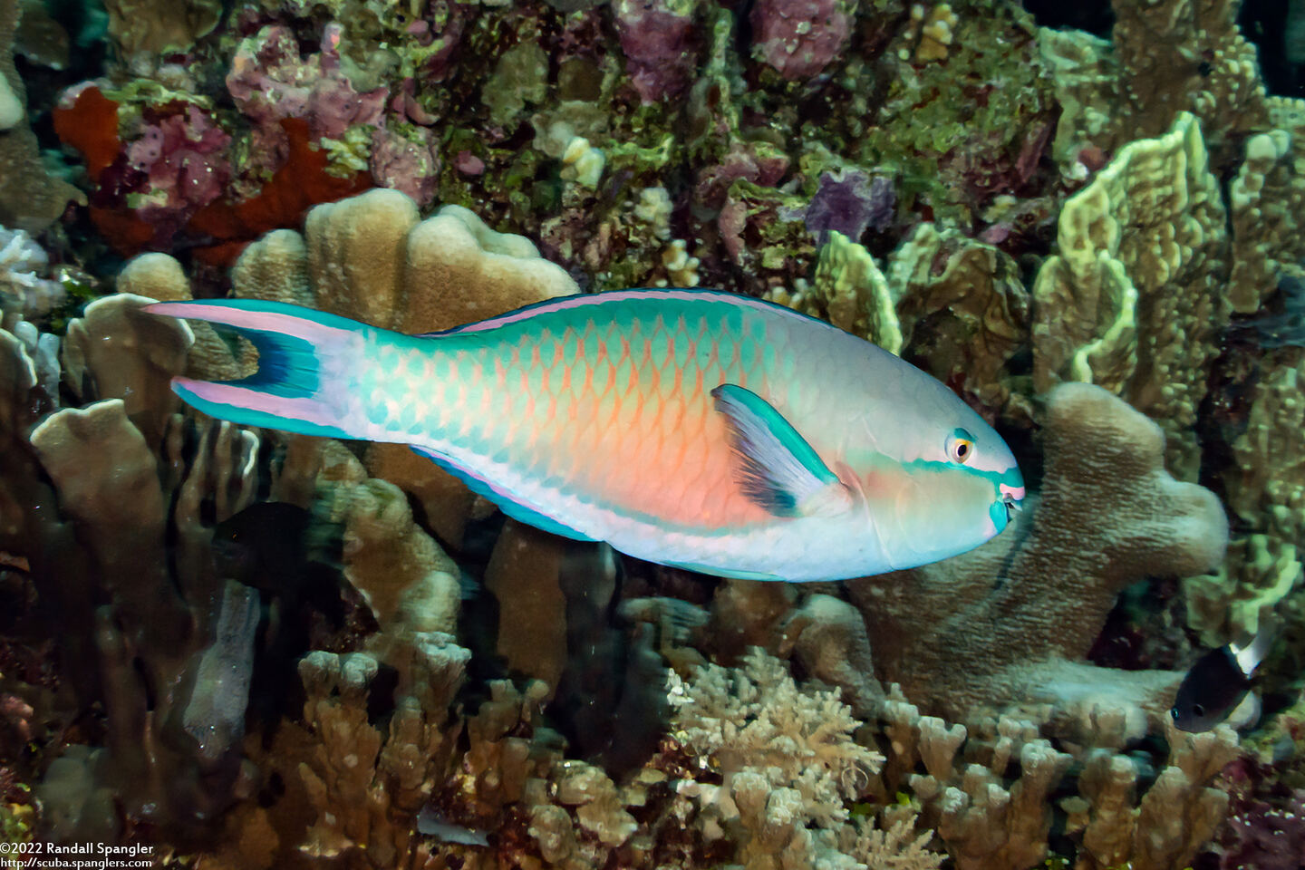 Chlorurus spilurus (Bullethead Parrotfish)
