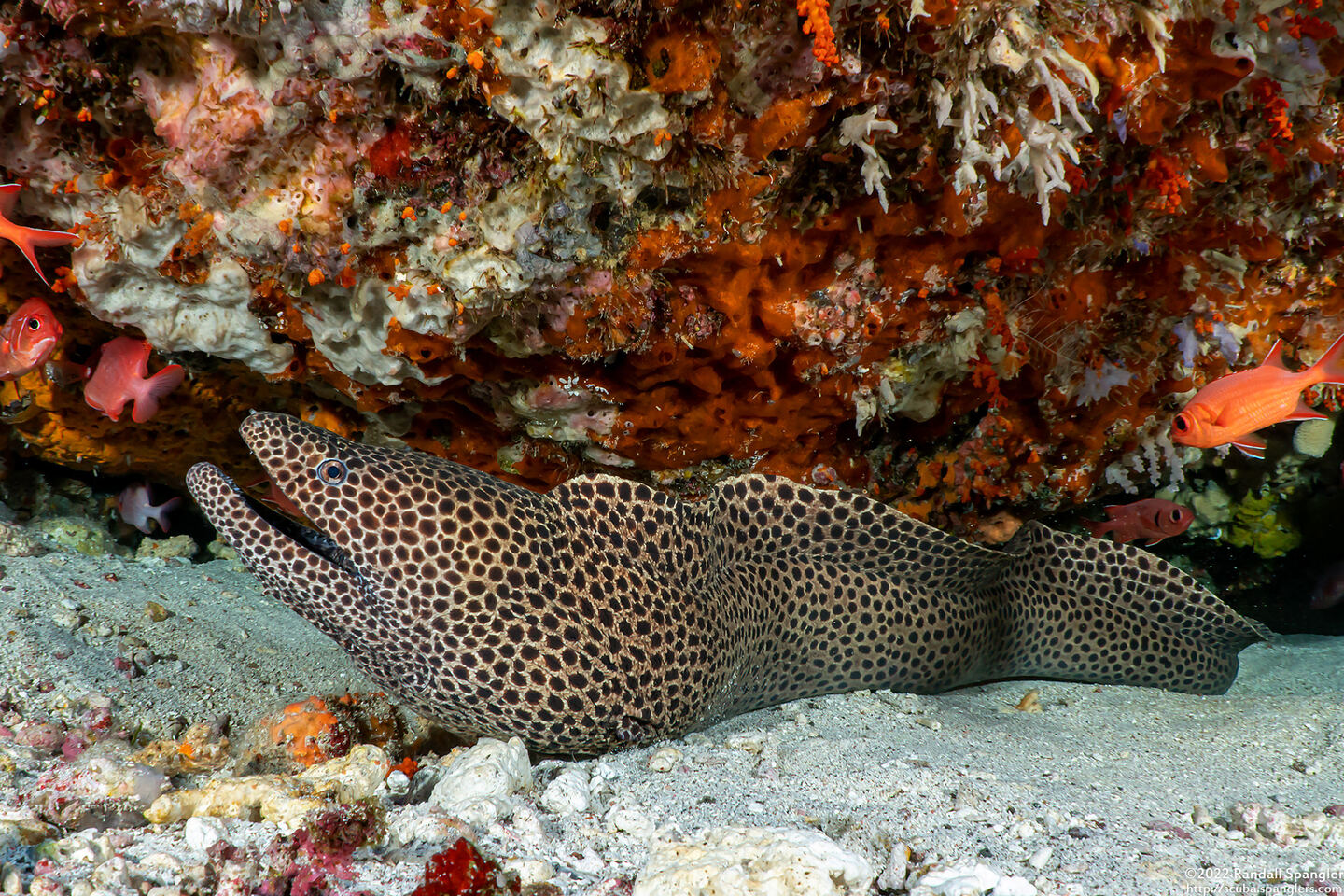 Gymnothorax favagineus (Honeycomb Moray)