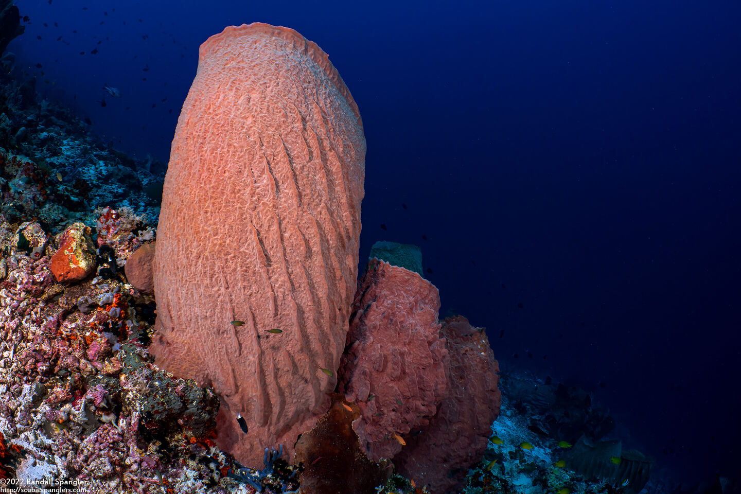 Xestospongia testudinaria (Barrel Sponge)