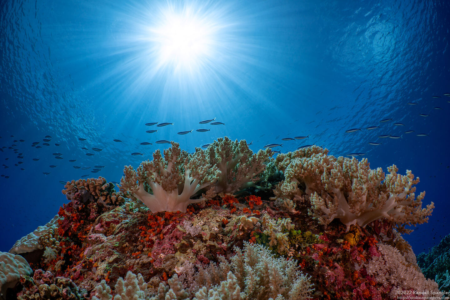 Litophyton arboreum (Litophyton Arboreum)