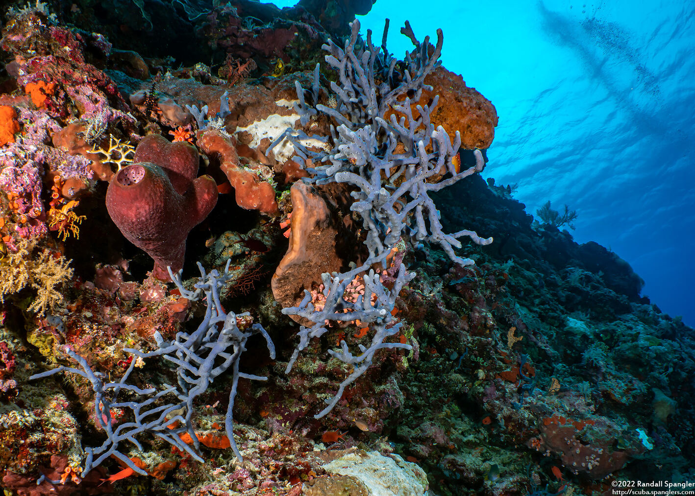 Callyspongia biru (Callyspongia Biru)