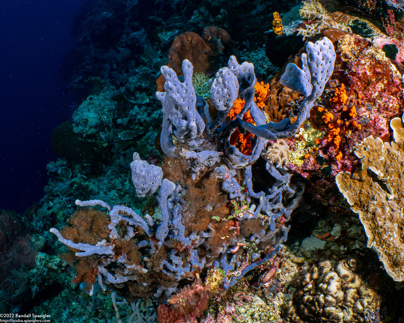 Callyspongia biru (Callyspongia Biru)