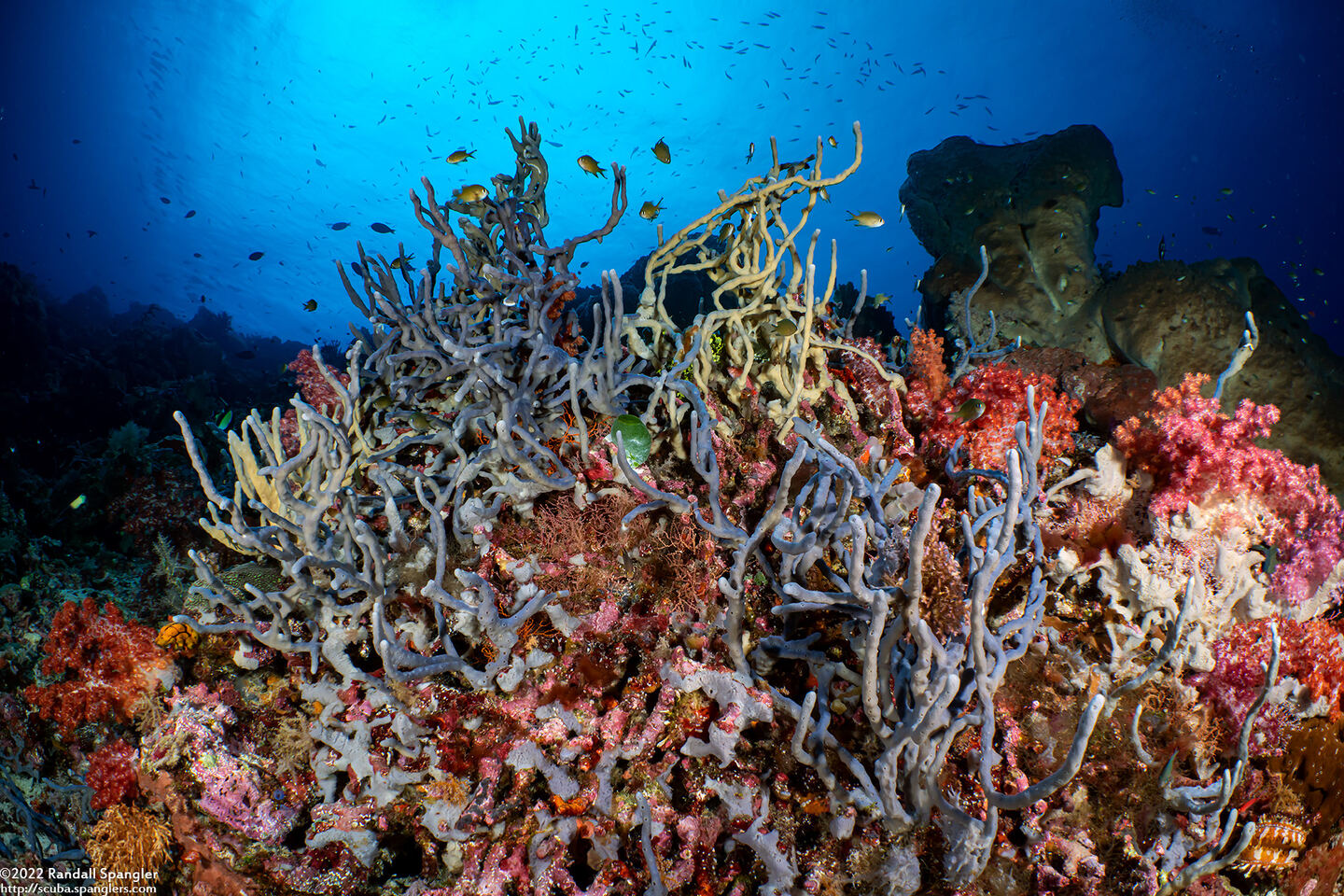 Callyspongia biru (Callyspongia Biru)