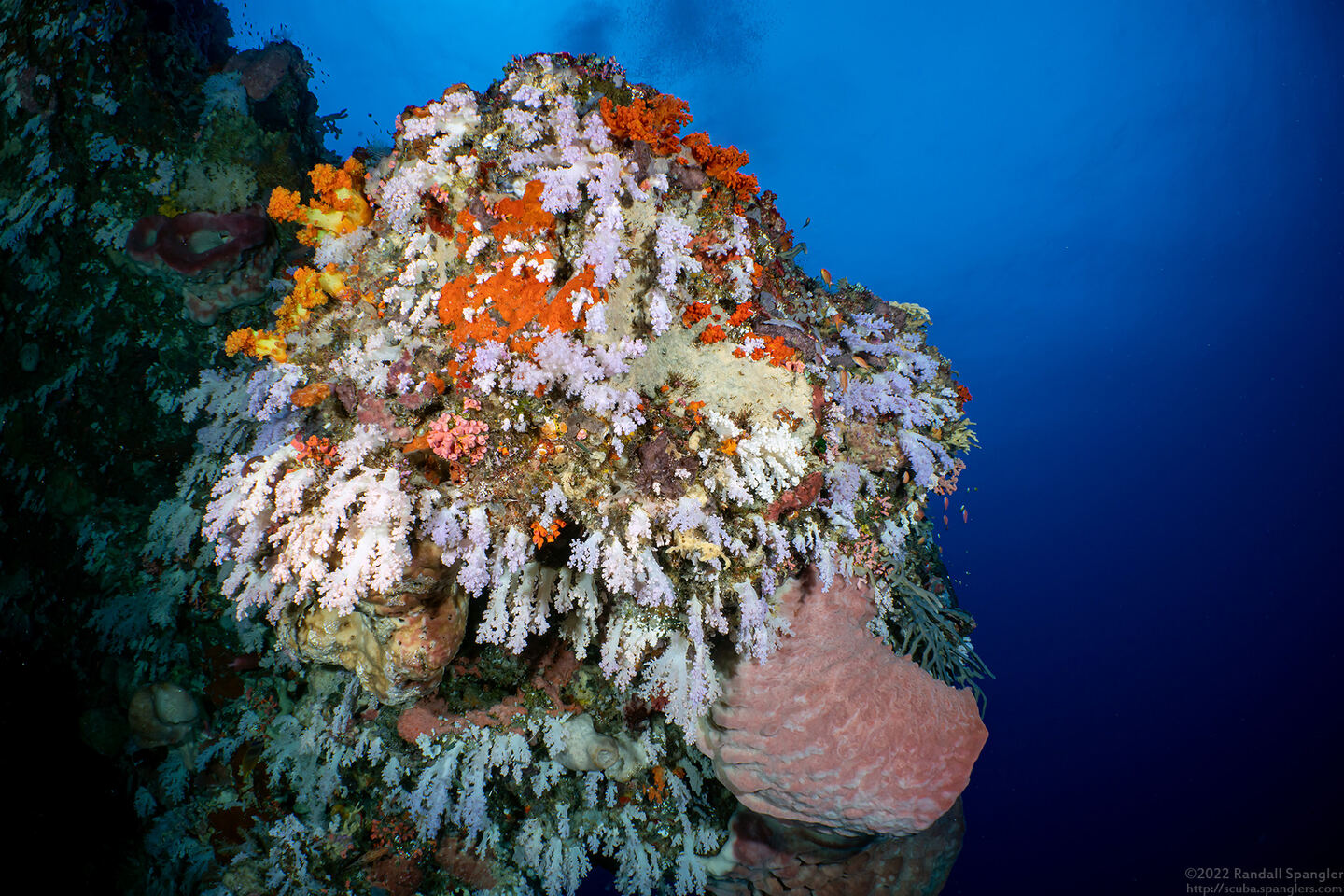 Dendronephthya sp.1 (Dendronephthya)