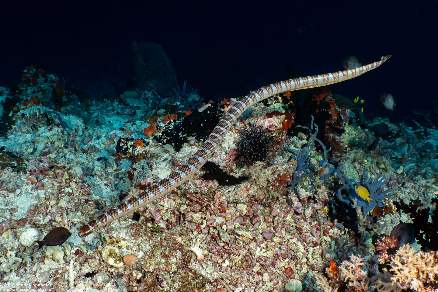 Laticauda semifasciata (Chinese Sea Snake)