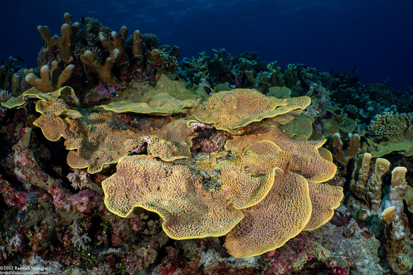 Turbinaria reniformis (Yellow Scroll Coral)