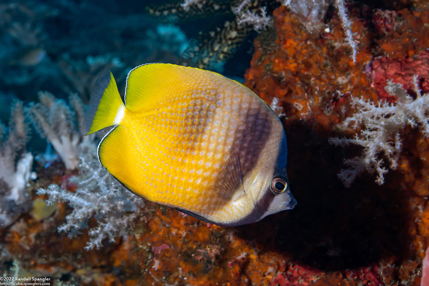 Chaetodon kleinii (Blacklip Butterflyfish)