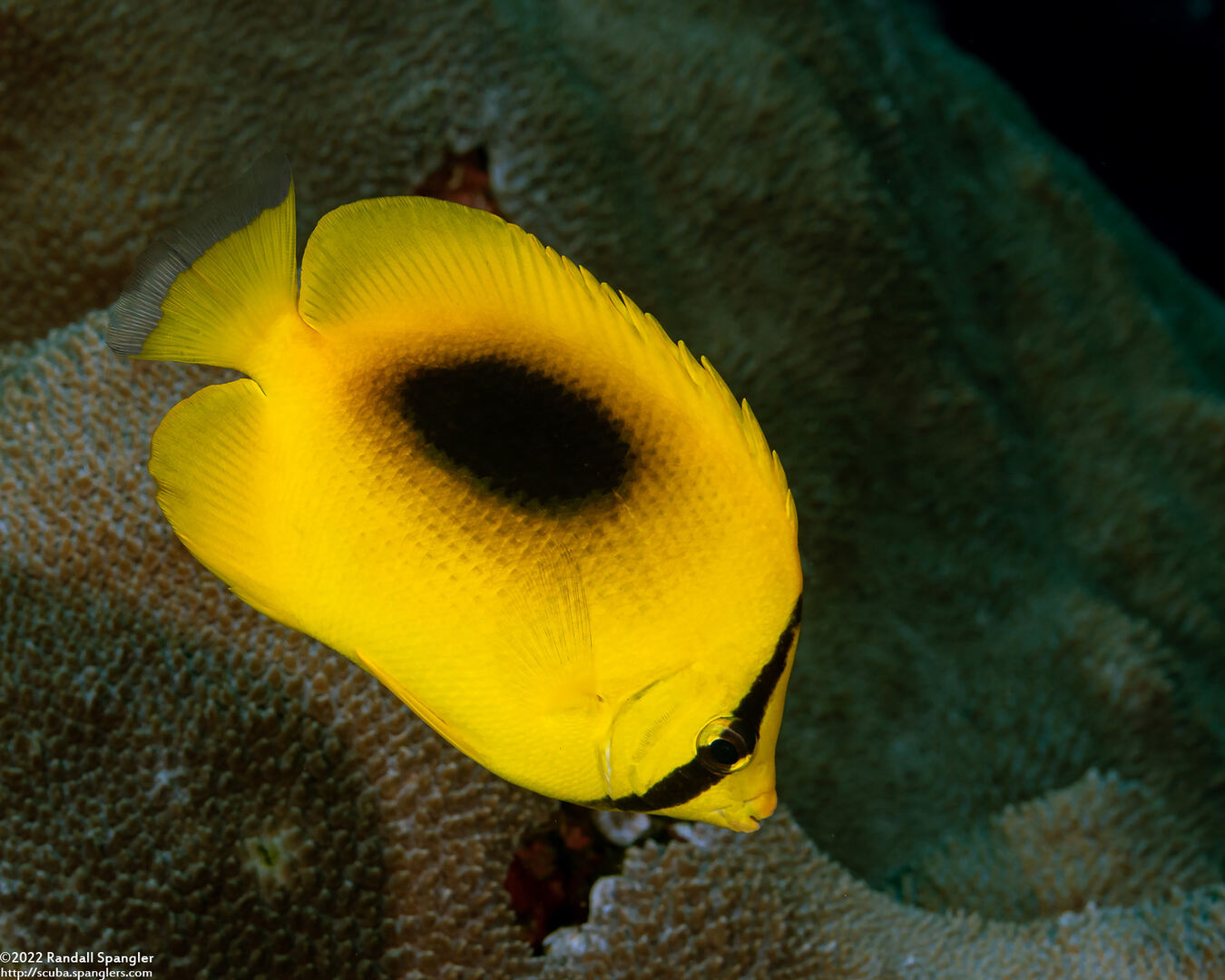 Chaetodon speculum (Oval-Spot Butterflyfish)