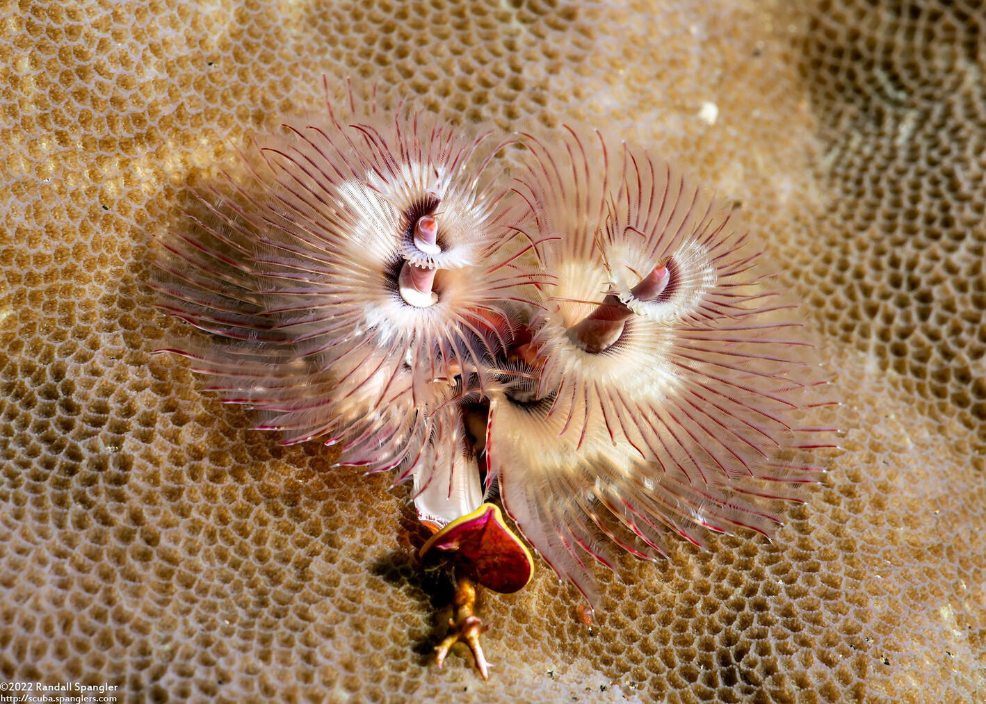 Spirobranchus sp.1 (Christmas Tree Worm)