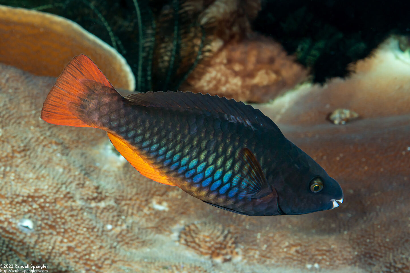 Scarus tricolor (Tricolor Parrotfish)