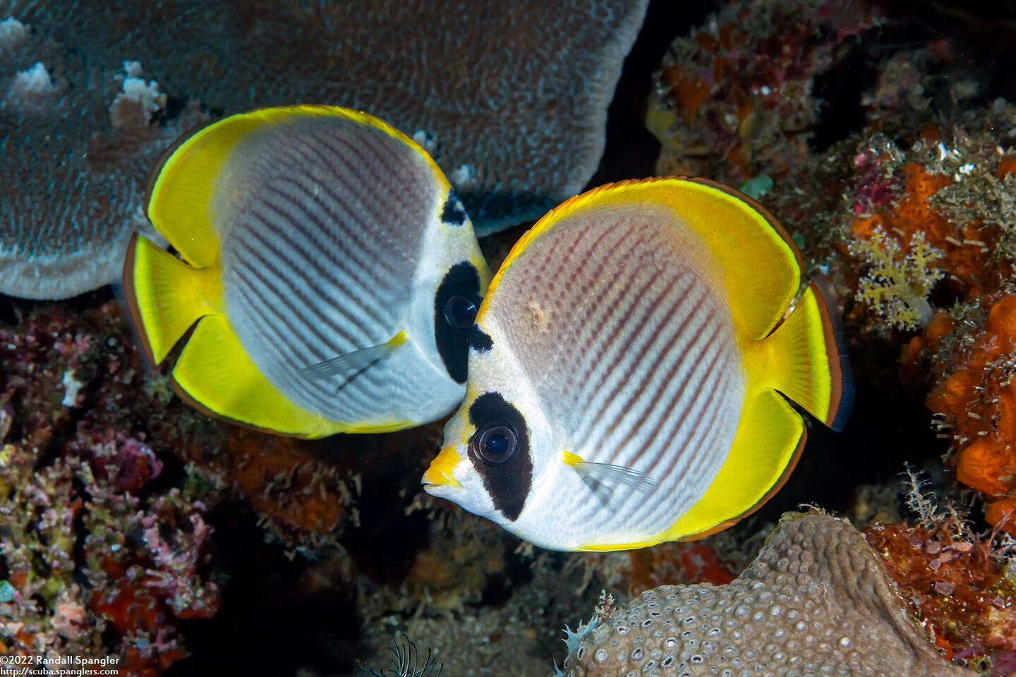 Chaetodon adiergastos (Panda Butterflyfish)